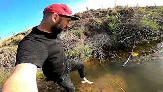 Recolectando "PLANTAS Y PECES", "ME ATACARON", ACUARIO URBANO PESCA URBANA