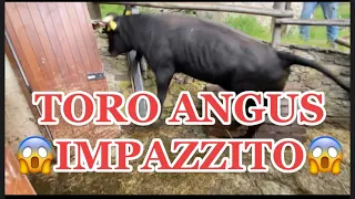 Malgaro Tiziano Aiassa sopralluogo alpeggio 2023 alpe Peccia razza piemontese Pettinengo (BI)