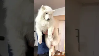 Timelapse of Samoyed Growing