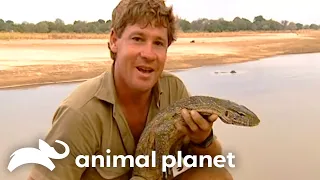 Steve Irwin's Unbelievable Encounter with Nile Crocodiles | Crocodile Hunter | Animal Planet