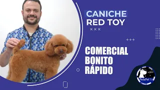 PELUQUERÍA CANINA paso a paso, CORTE MÁQUINA Y TIJERAS PARA CANICHE TOY, ANTONIO DAVID GROOMER