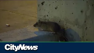 Toronto rat population increases with fall construction season