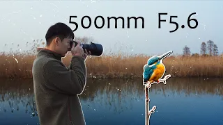 打鸟初体验 | Feat. Sigma 500mm F5.6