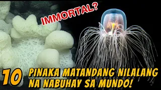 10 PINAKAMATANDANG NILALANG NA NABUHAY SA MUNDO! | WOWMAZING STORIES