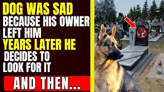 Dog was sad because his owner left him, years later he decides to look for him and then...