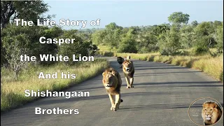 The Life Story Of Casper The White Lion And His Shishangaan Brothers