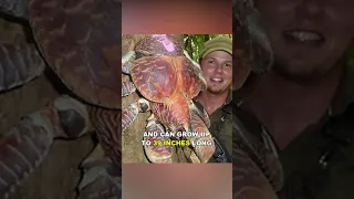 Coconut Crab | Bird Eating Crab