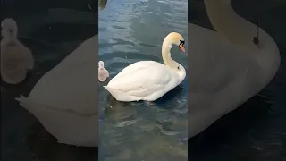 Swan is Having Fun #cute #birds #shorts