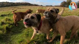 Tuesday morning with 3 Border Terriers | 6 Dogs | Dog Walk Highlights | Professional Dog Walker