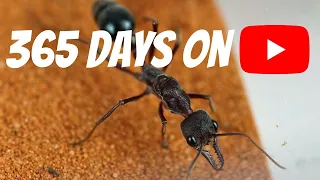 GIANT BULL ANTS | PLUS HUGE GIVEAWAY!!