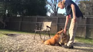 Riot the fox does a few tricks