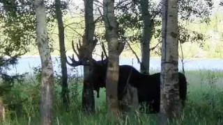 Bear and moose encounters in Grand Teton National Park
