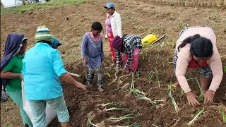 Masaya Bayanihan Pagtatanim Talaandig Communal Farm