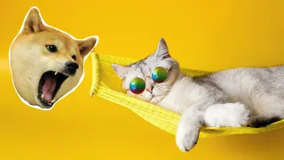 New Funny Videos 2024 | 🐱 Cute Cat and Dog 🐶 Part 5