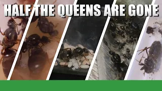 RECAP OF THE FIRST 5 EPISODES | The Lasius Niger Experiment - Ant Holleufer