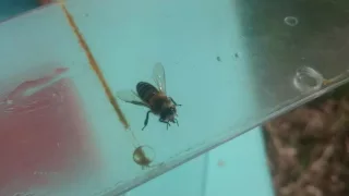 Среднерусская пчела берет нектар.