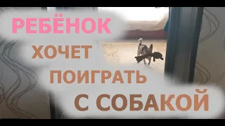 Амелия хочет поиграть с Фунтиком. Не всё так просто (Daughter wants to play with the dog)