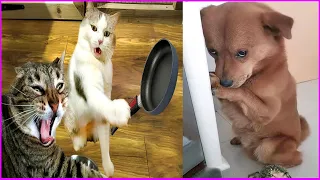 Funny Animal Videos 2022 😂 Funniest Cats And Dogs Videos 😺😍 #104