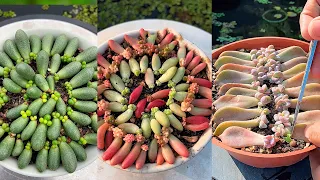 How to Propagate Succulent from Leaves| Succulent Garden| 多肉植物 | 다육이들 | Suculentas