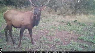 5x6 Bull Elk Feeding Past a Full HD BTC-7FHD Trail Camera