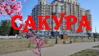 Сакура