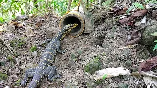 comodo trap..using bamboo l bayawak huli sa bitag