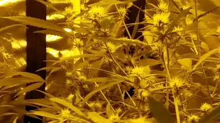 Quick update week 3 flower