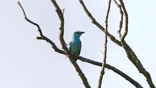 Spring Birding in the Białowieża Forest and Biebrza Marshes, Poland