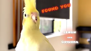 Playing Hide and Seek with Cockatiel Birds