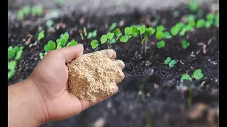 НАСЫПЬТЕ ЭТО ПРИ ПОСАДКЕ РАССАДЫ! ЗАБУДЕТЕ ПРО УДОБРЕНИЯ И ПОДКОРМКИ! СИЛЬНЫЙ РЕЦЕПТ!