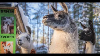 Santa's Pets in Santa Claus Village - Rovaniemi Finland - meet animal and have fun with family