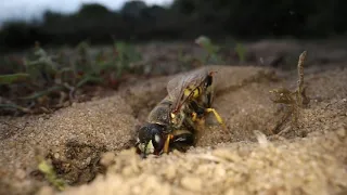 Beewolf taking down a bee