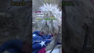 Badly injured poodle abandoned in the desert - full rescue video: www.HopeForPaws.org ❤️