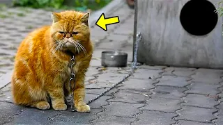 Evil Owner Chained The Injured Cat And Left, Then Something Incredible Happened!