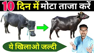 10 दिन में भैंस को मोटा ताजा करें✌️गाय भैंस को मोटा तगड़ा कैसे करें | bhains ka vajan kaise badhaye