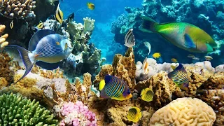 Коралловый риф в 4К