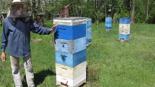 Основное расширение гнезда уже на втором поколении пчел. 01. 05.2018 г.