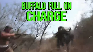 Cape Buffalo Hunt: Full Charge (Close Encounter)