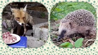 Лиса и ëжик приходят в гости. 🦊🦔