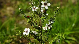 Manuka Plantation