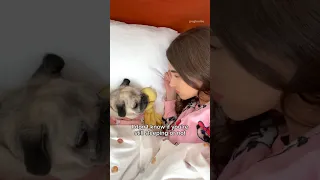 Who needs an alarm clock when you have a dog? 😂⏰ #pug #dog #funny (audio by jasperthemas)