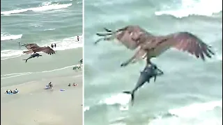 Residents At Myrtle Beach Report Encountering A Massive Bird Carrying A Shark