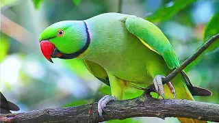 Ringneck Parrot Sounds Compilation