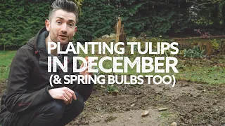 Planting Spring Bulbs in Winter | Is It Too Late to Plant Bulbs?