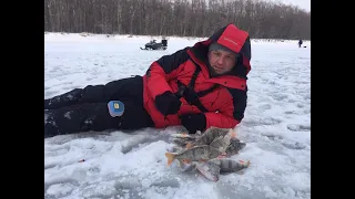 Поймал и СЪЕЛ... Окунь на безмотылку, судак на балансир!