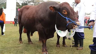 SUPER BREED | DUAL PURPOSE COW CHAMPION