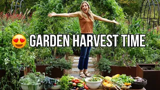Let's Do a Massive Harvest from My Fall Garden Together