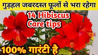 HIBISCUS PLANT CARE & Growing tips.How to care of hibiscus plant.Gudhal ki care.गुडहल की देखभाल.