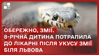 Обережно, змії. 8-річна дитина потрапила до лікарні після укусу змії біля Львова