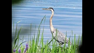 Great Blue Herons territorial fight at Petrie Island